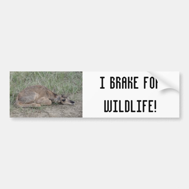 Autocollant De Voiture A6 Baby Pronghorn Antelope (Devant)