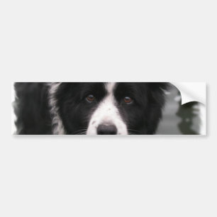 Autocollant De Voiture Adhésif pour pare-chocs de border collie