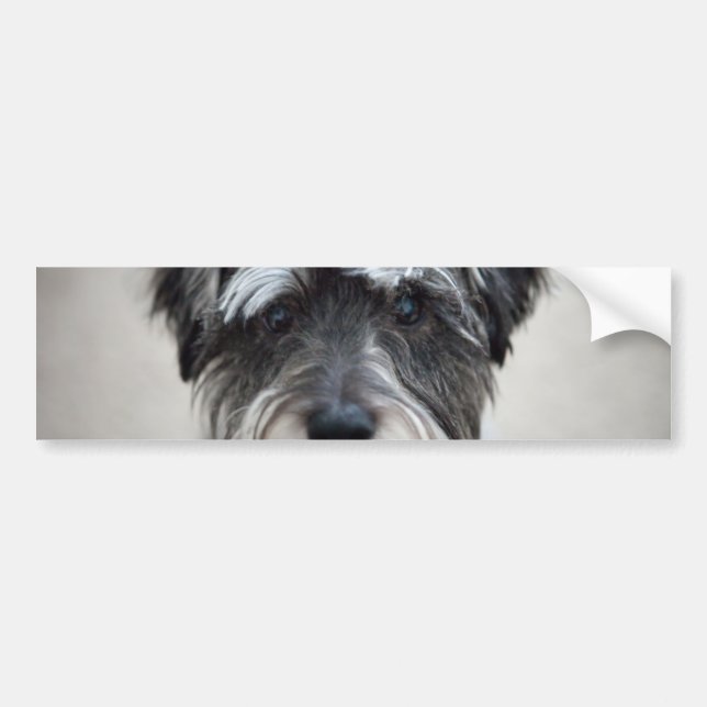 Autocollant De Voiture Adhésif pour pare-chocs de chien de Schnauzer (Devant)