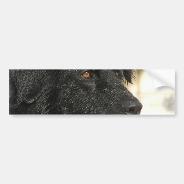 Autocollant De Voiture Adhésif pour pare-chocs de chien de Terre-Neuve (Devant)