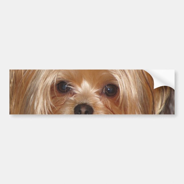 Autocollant De Voiture Adhésif pour pare-chocs de Yorkie (Devant)