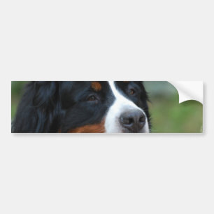 Autocollant De Voiture Adhésif pour pare-chocs doux de Bernese