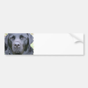 Autocollant De Voiture Adhésif pour pare-chocs noir de chien de labrador