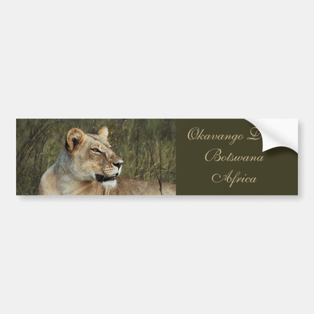 Autocollant De Voiture Adhésifs pour pare-chocs de safari de lionne (Devant)