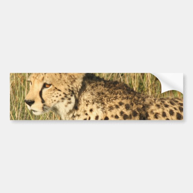 Autocollant De Voiture Adhésifs pour pare-chocs de vagabondage de guépard (Devant)