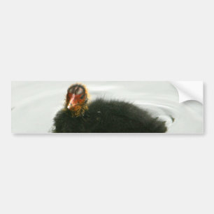 Autocollant De Voiture Baby Moorhens