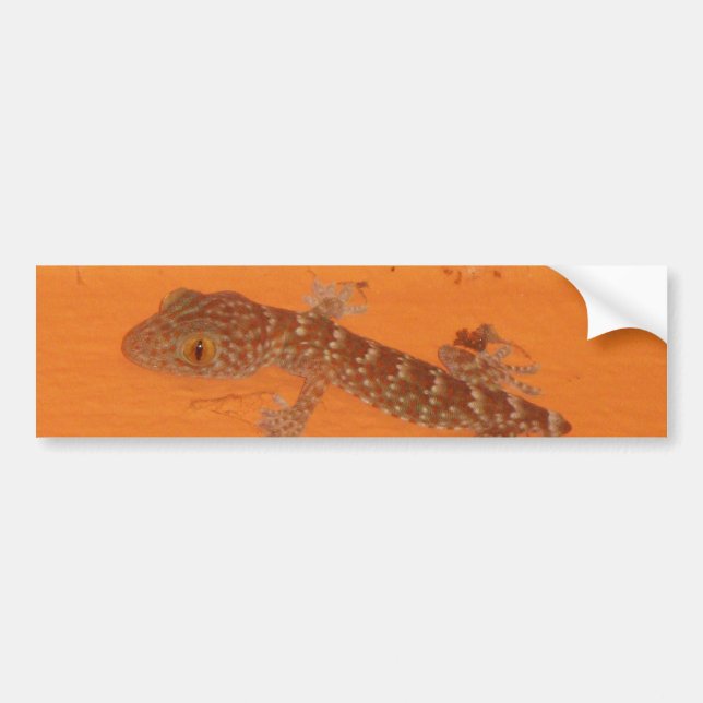 Autocollant De Voiture Baby Tokay Gecko (Devant)