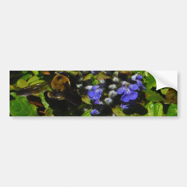 Autocollant De Voiture Baume d'abeille pourpre et bourdon (Devant)