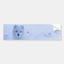 Beau renard arctique