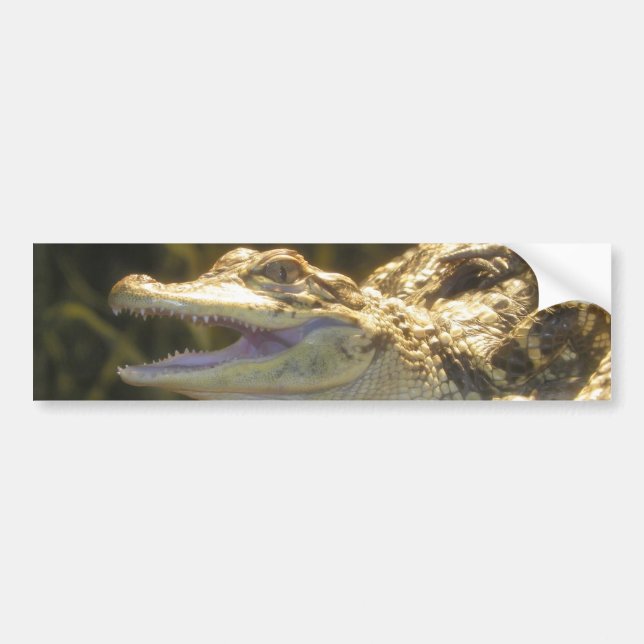 Autocollant De Voiture Bouche d'alligator américain ouverte (Devant)