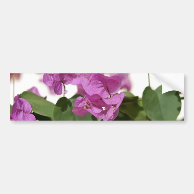 Autocollant De Voiture Bougainvillea (Devant)