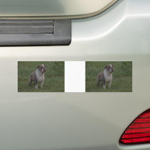 Autocollant De Voiture Bouledogue Fauve Bringé et Blanc Debout Dans l'Her