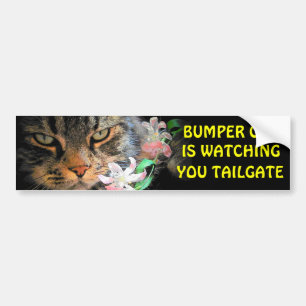 Autocollant De Voiture Bumper Cat vous regarde Mème TAILGATE 3