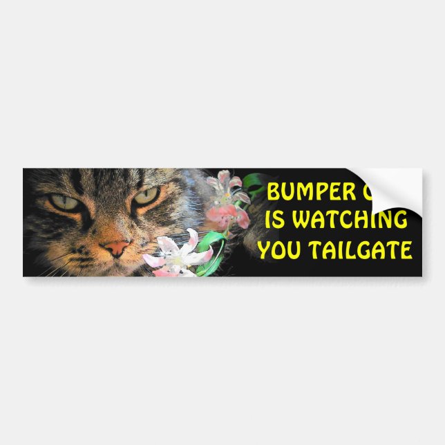 Autocollant De Voiture Bumper Cat vous regarde Mème TAILGATE 3 (Devant)