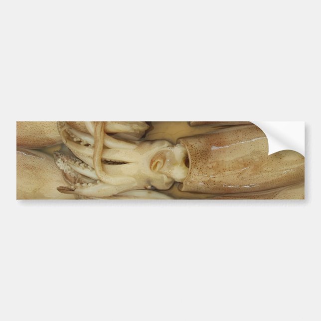 Autocollant De Voiture Calamari (Devant)