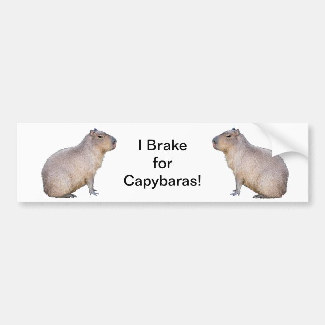 Autocollant De Voiture Capybara (Devant)