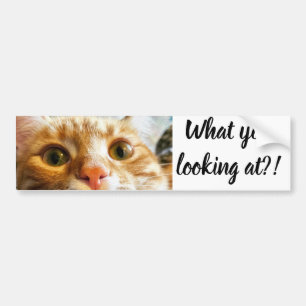 Autocollant De Voiture Cattitude Sticker
