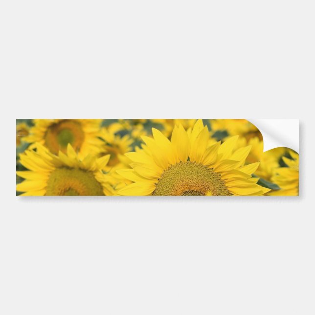 Autocollant De Voiture Champ d'adhésif pour pare-chocs de tournesols (Devant)