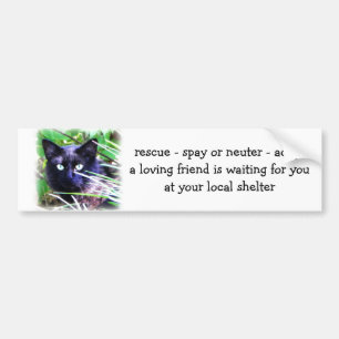 Autocollant De Voiture Chat noir aux yeux verts frappants