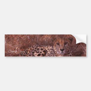Autocollant De Voiture Cheetah Stare