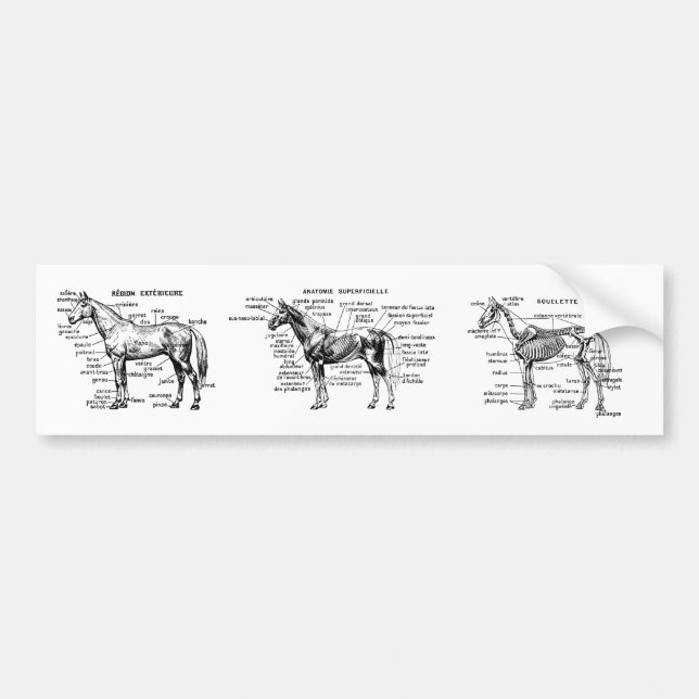 Autocollant De Voiture Cheval (Devant)