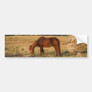 Autocollant De Voiture Cheval Brown dans le champ d'arbre jaune