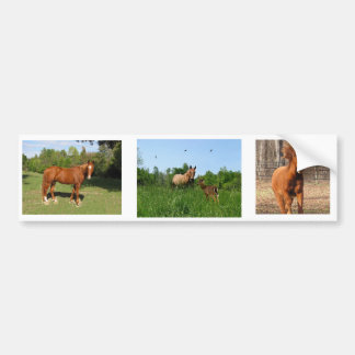 Autocollant De Voiture Chevaux - beaux chevaux