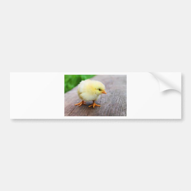 Autocollant De Voiture Chick de Pâques (Devant)