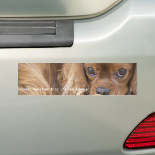 Autocollant De Voiture Douce Ruby Cavalier King Charles Spaniel