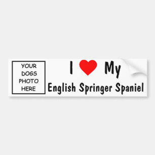 Autocollant De Voiture Épagneul de springer anglais