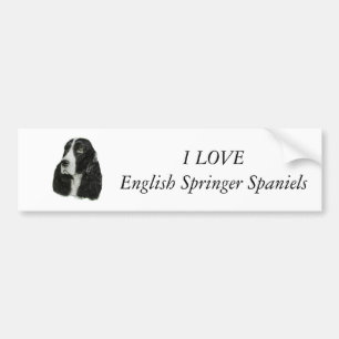 Autocollant De Voiture Épagneul de springer anglais