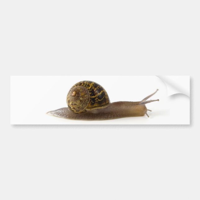 Autocollant De Voiture escargot (Devant)