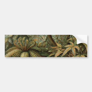 Autocollant De Voiture Ferns Palm Tree Antiquité Botanique Ferns Art