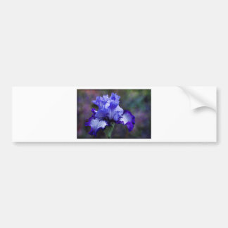 Autocollant De Voiture Fleur grande pourpre et bleue d'iris barbu