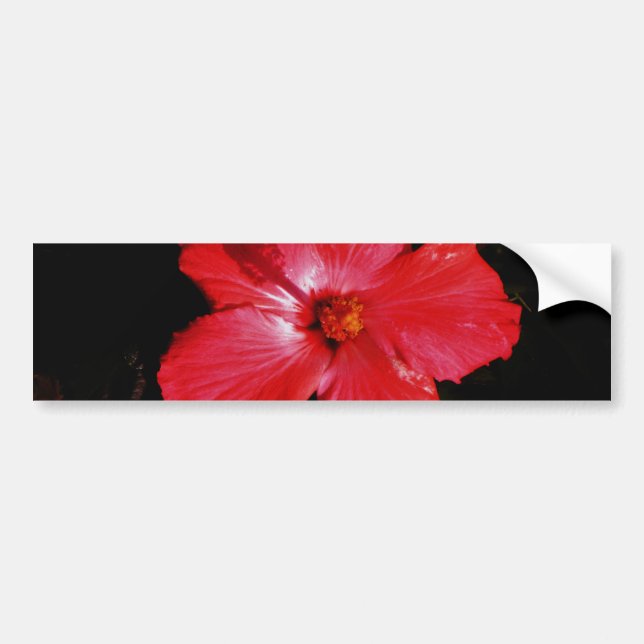 Autocollant De Voiture Fleur rouge-rose chaude de ketmie sur le noir (Devant)