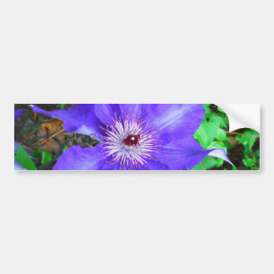 Autocollant De Voiture Fleur violette Clematis