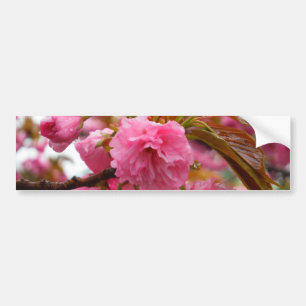Autocollant De Voiture Fleurs de fleurs de cerisier rose chaud
