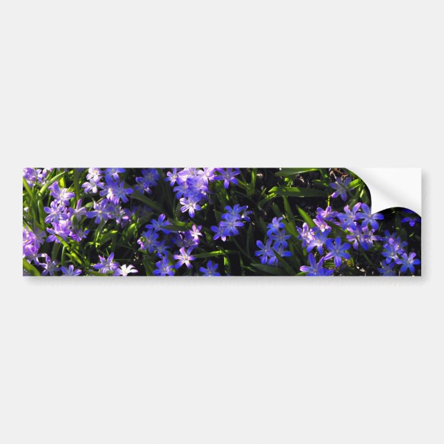 Autocollant De Voiture Fleurs de printemps de Squill Bleu (Devant)