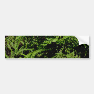 Autocollant De Voiture Forest Floor Ferns