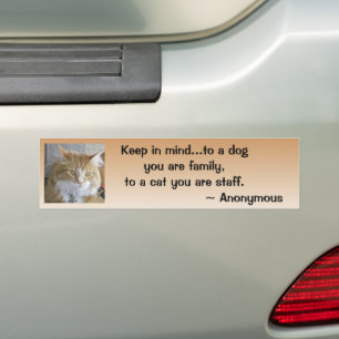 Autocollant De Voiture Funny Maine Coon Kitten Photo personnalisée