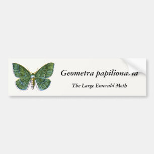 Autocollant De Voiture Geometra papilionaria - La Grande Moth Émeraude