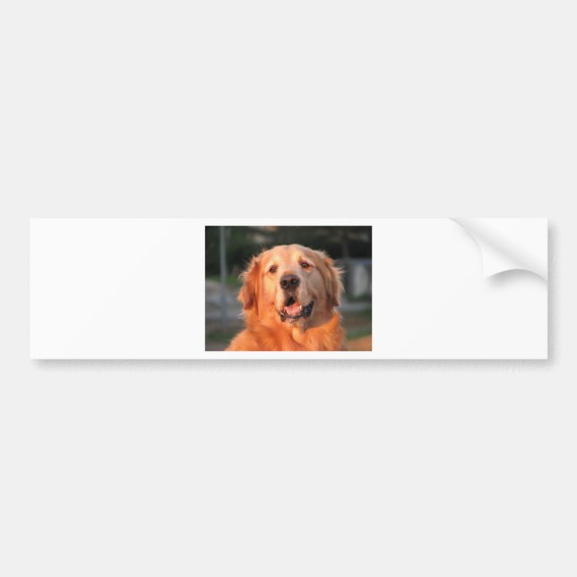 Autocollant De Voiture Golden Retriever (Devant)