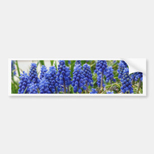 Autocollant De Voiture Grape Hyacinth