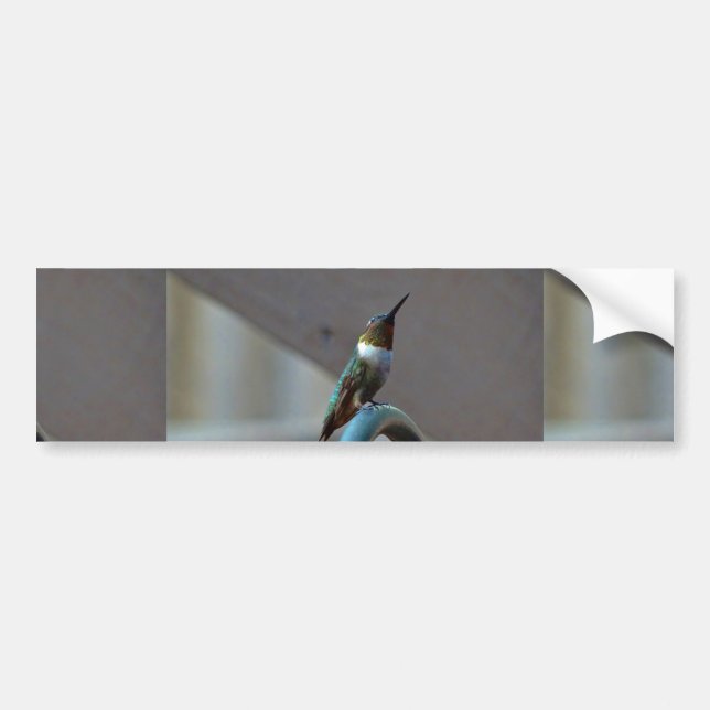 Autocollant De Voiture Green ruby little hummingbird (Devant)