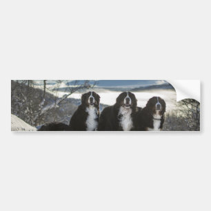 Autocollant De Voiture groupe de chiens de montagne bernais