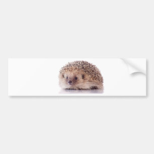 Autocollant De Voiture Hedgehog,