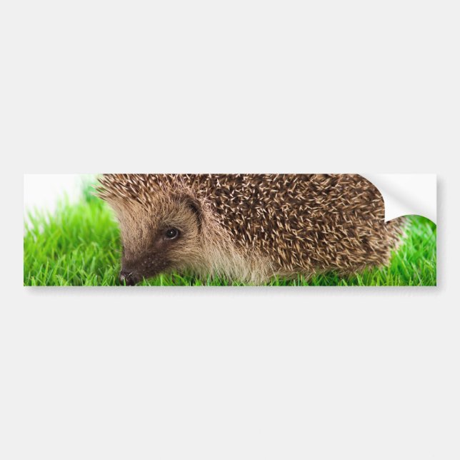 Autocollant De Voiture hedgehog (Devant)