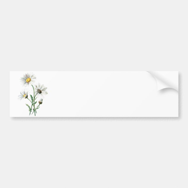 Autocollant De Voiture Illustration de fleur sauvage de marguerites du (Devant)