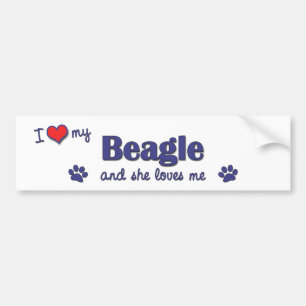 Autocollant De Voiture J'aime mon beagle (le chien femelle)