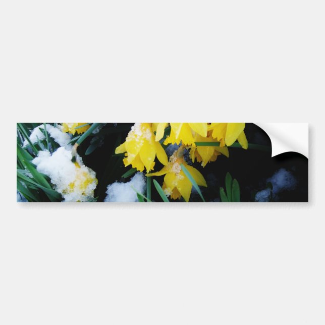 Autocollant De Voiture Jaune Daffodils fleurs dans la neige (Devant)